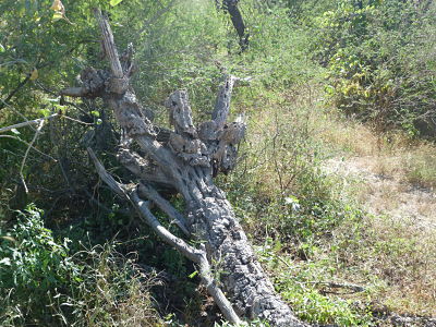 Cardon Cactus skeleton